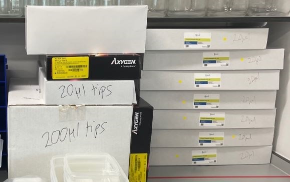 Sterile filter pipette tips (mixed sizes)
